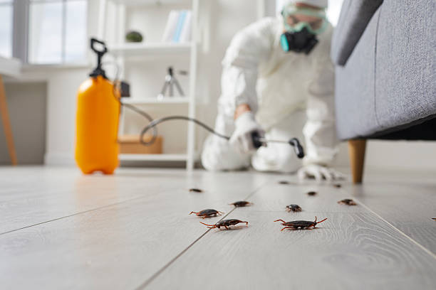 Post-Treatment Bed Bug Interceptor Monitoring in Bennet